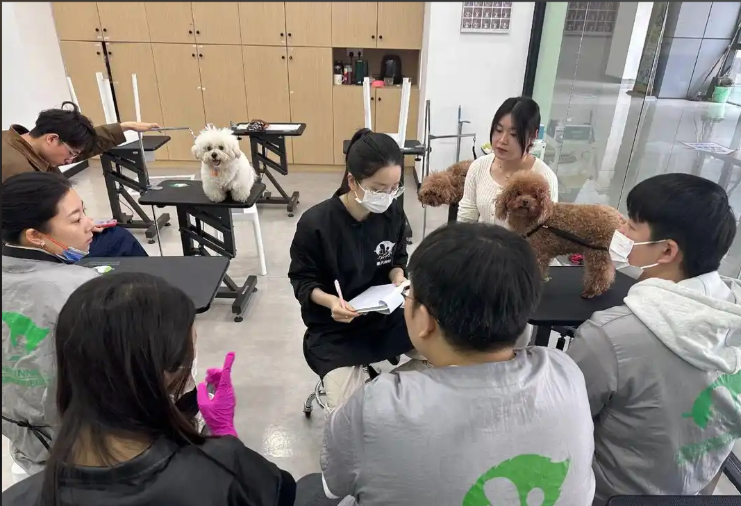 吴忠市宠物美容宠物美容培训学校 - 推荐